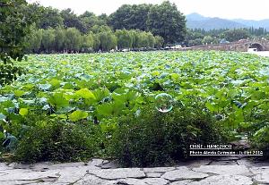 Alexia-Hangzhou 070